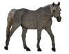 Pferdefarbe dappled grey=Apfelschimmel