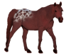 Pferdefarbe blanket wirh spots=Schabrackentiger