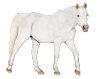 Pferdefarbe cremello=Weißisabell