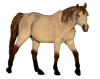 Pferdefarbe buckskin=erdfarben