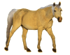 Pferdefarbe palomino=Goldisabell