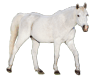 Pferdefarbe gray=Schimmel